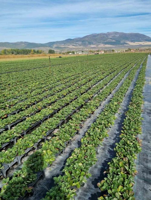 разсад ягоди и малини