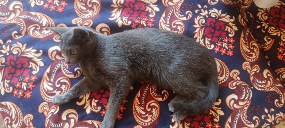 Кошка серая пародастая
