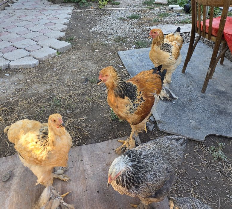 Продам полевую браму