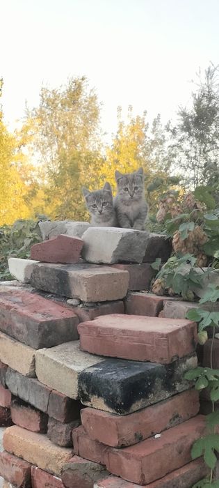Котята - даром .
