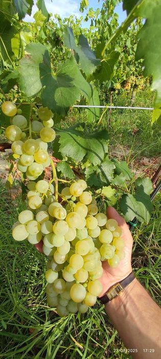 Struguri de vin adusi acasa diverse soiuri albi-negri, preț producător livrare la locație în jud. Tulcea - Constanța