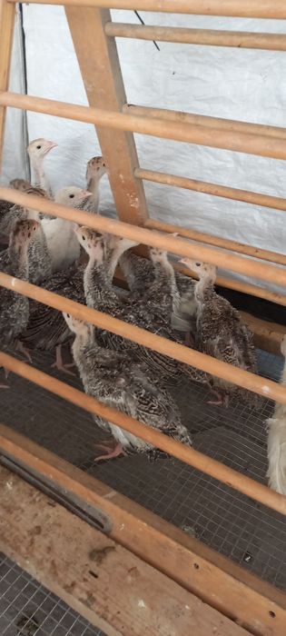 Индюшата продам срочно
