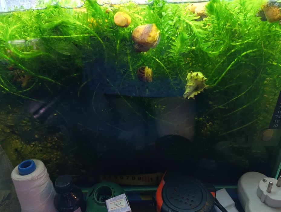 Улитки ампулярии