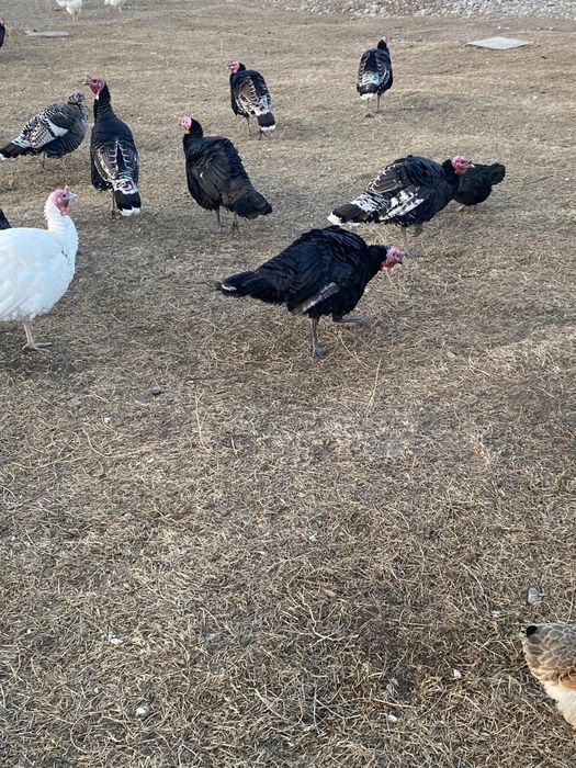 Продаётся индюки