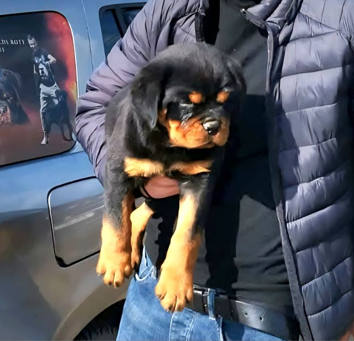 Pui Rottweiler cu pedigree