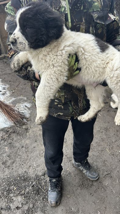 Алабая щенки Сао