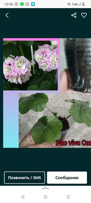 Укоренённые черенки пеларгоний