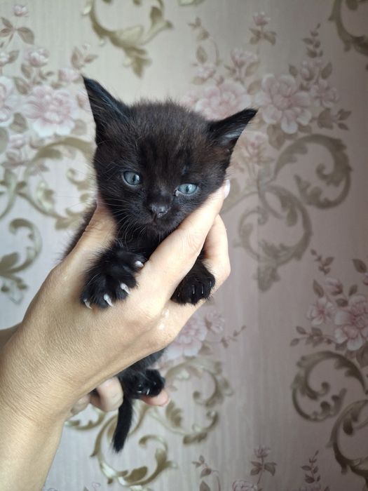 Котята домашние мальчики и девочки