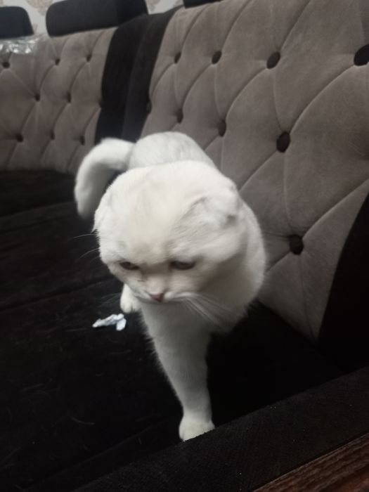 Mushuk sotiladi zotdor qolga orgatilgan pokiza mushuk