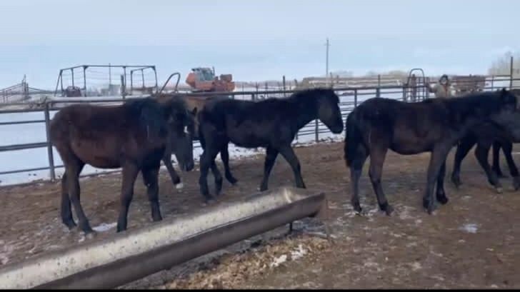 Жеребята 30 голов