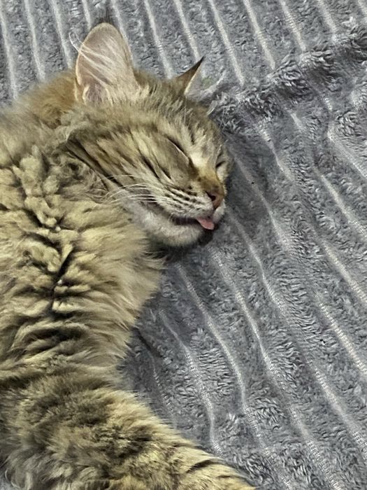 Отдам в добрые руки кошечку