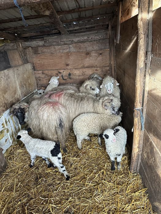 De vanzare 6 oi tinere cu miei