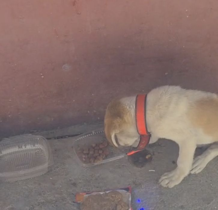 Собака со всеми прививками