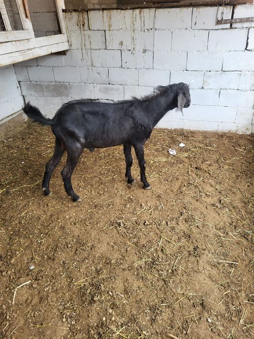 Сатамын теке 55000