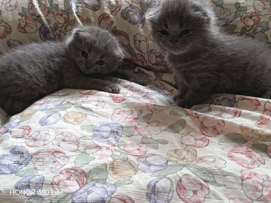 Британский мушукчалар