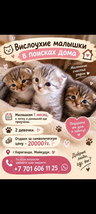 Продам котенка вислоухого, девочку недорого! Цена символическая