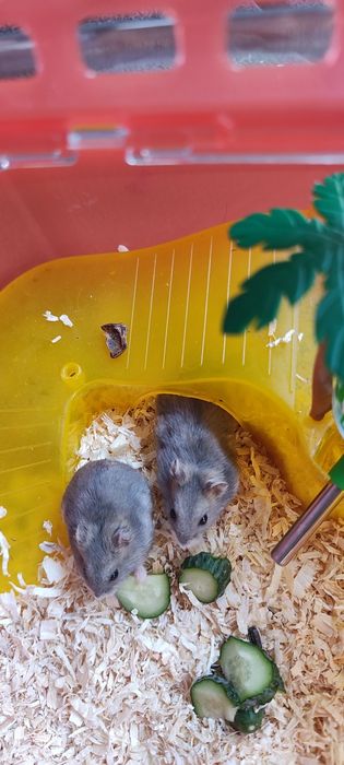 Vând hamster pitic