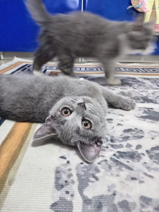 Отдам котят  две девочки