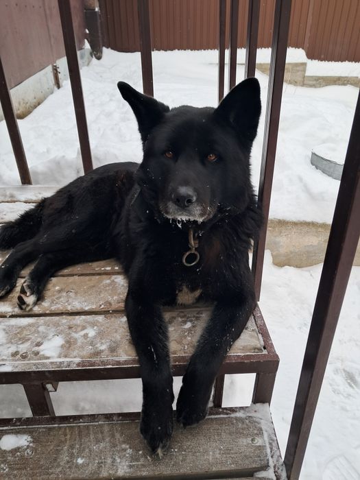 Собаку отдам в связи с переездом. . Мальчик 8 лет.