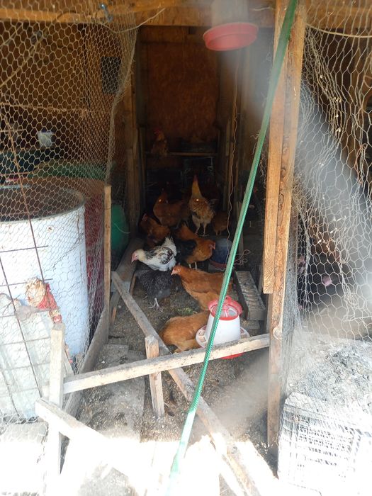 Oua de găini kabir 2025