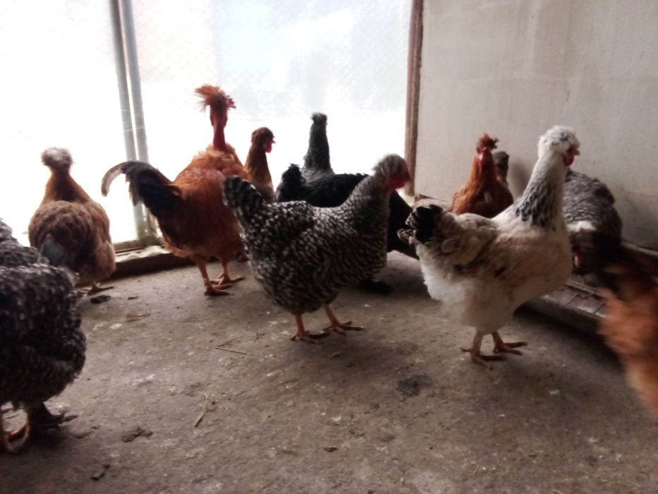 Pui si oua gaini de rasa