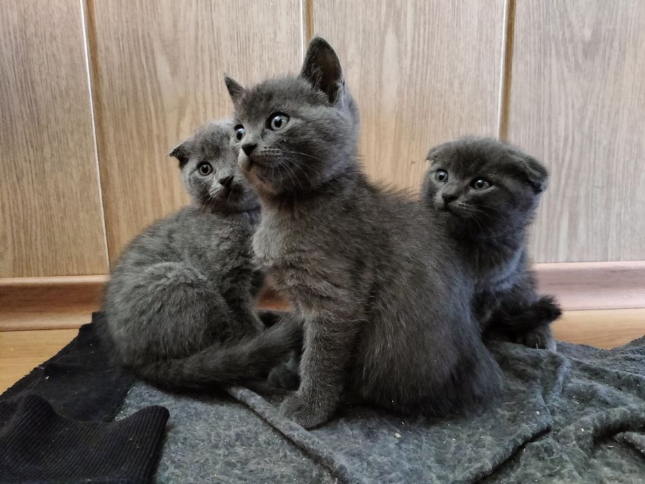 Шотландские котята