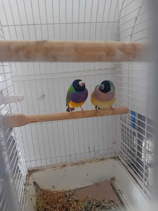 Амадини птици чифт