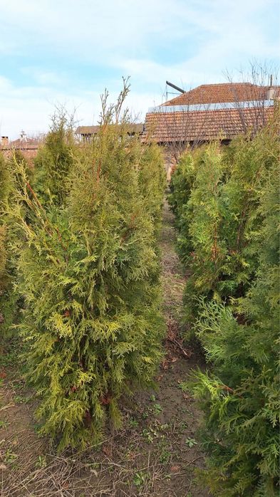 Туя, западна смарагд