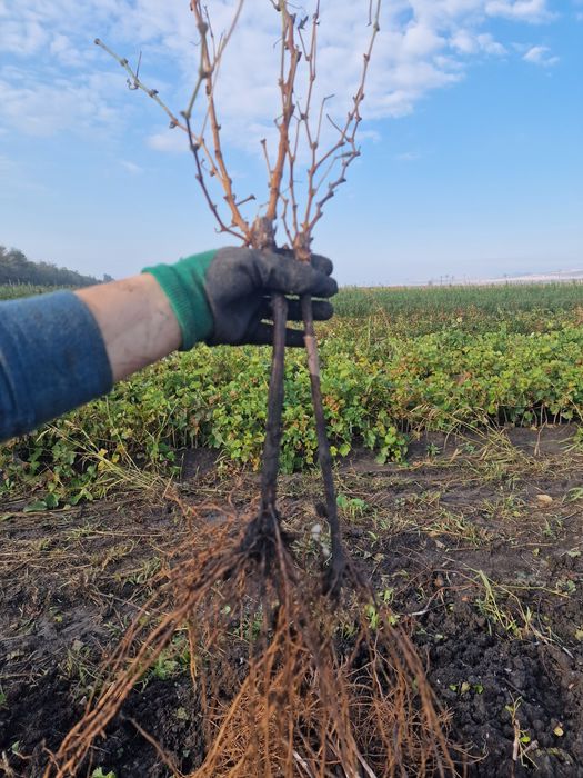 Butasi de vita de vie altoiti