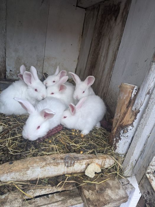 De vânzare iepurași