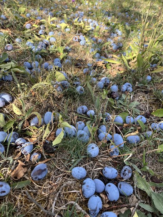 Prune de vanzare
