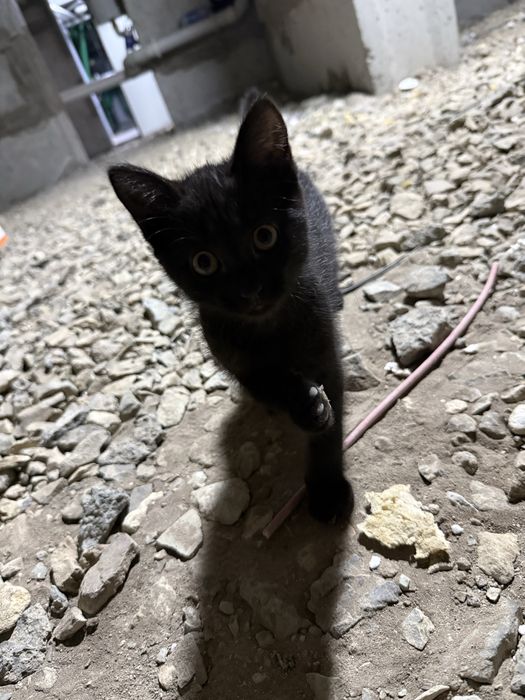 Котятам нужен дом