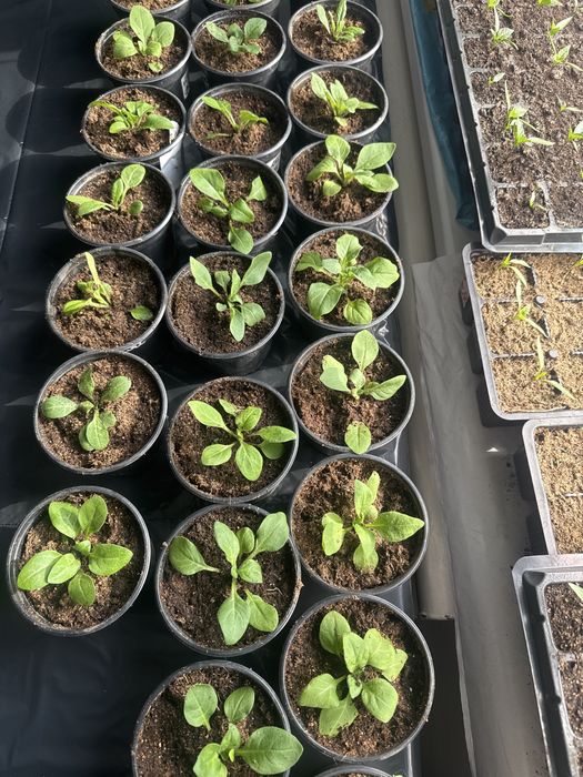 Пролам рассаду цветов