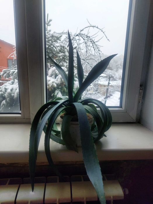 Продам цветок Агава