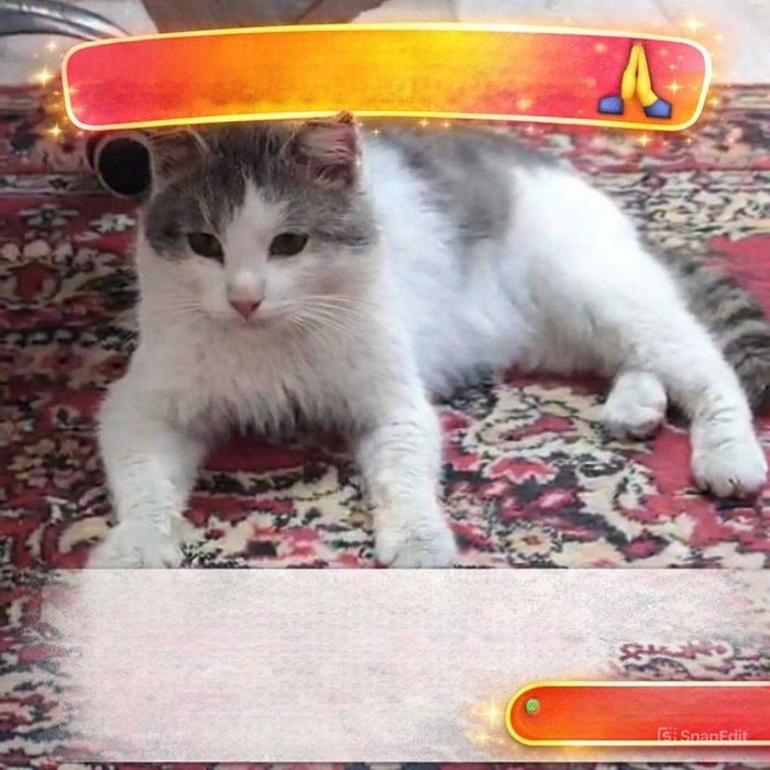 Коту нужен дом! Срочно!