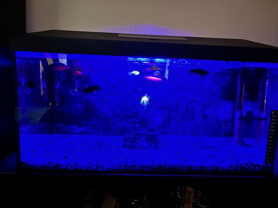 Vand acvariu echipat complet 60l