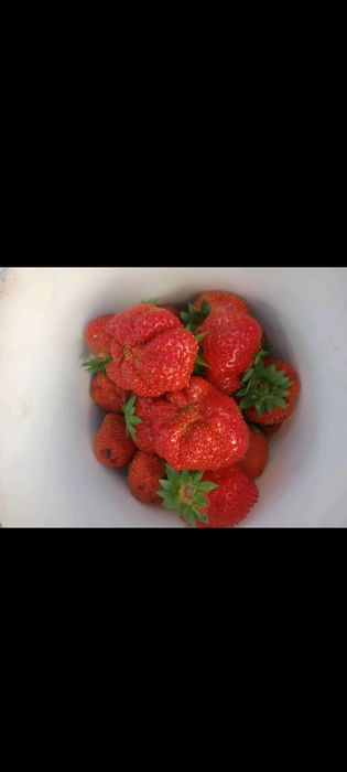 Саженцы многоразовой клубники