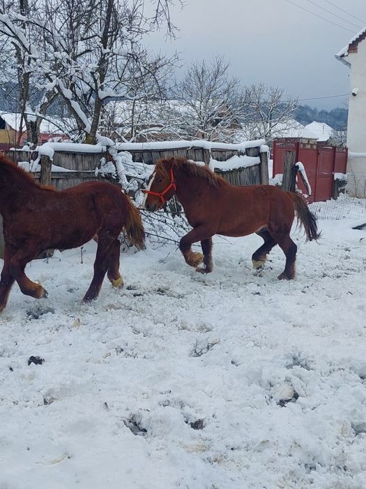 Cai tineri de vânzare