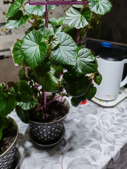 Цветы  Бегония белая