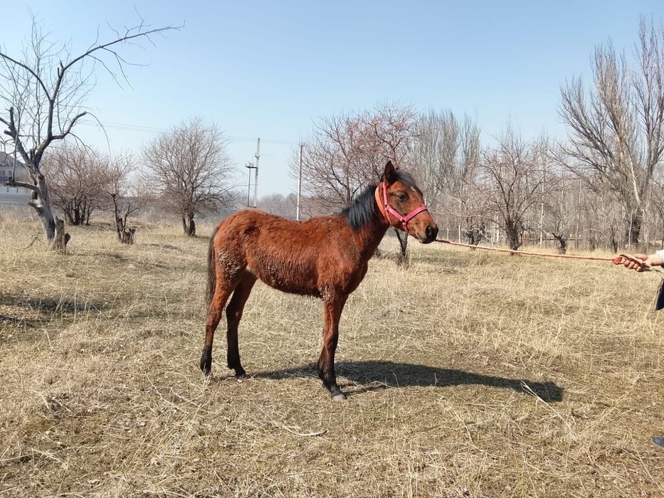 Продам жеребенка 8месяцев девочка