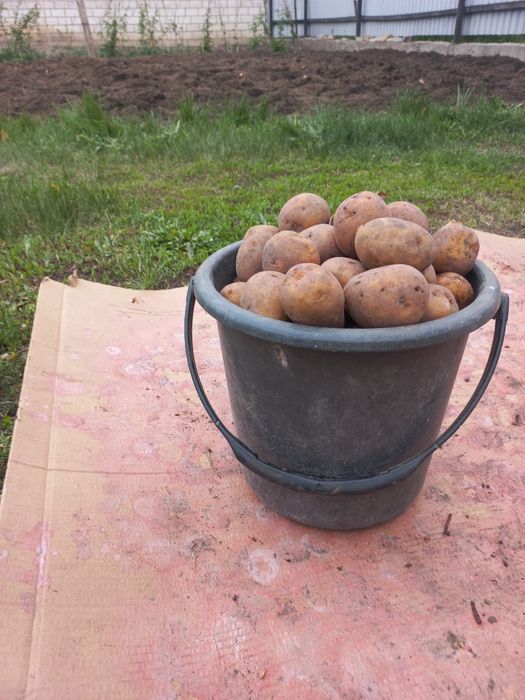Продам семеной картофель