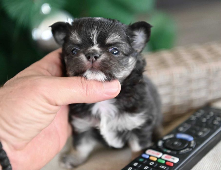 Мъжко дългокосместо миниатюрно чихуахуа