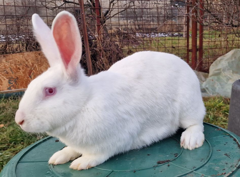 Iepuroaica Panon Alb montata