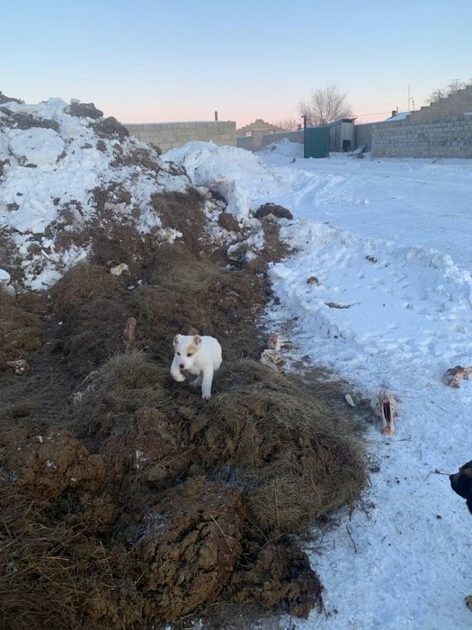 Продам алабаев щенки