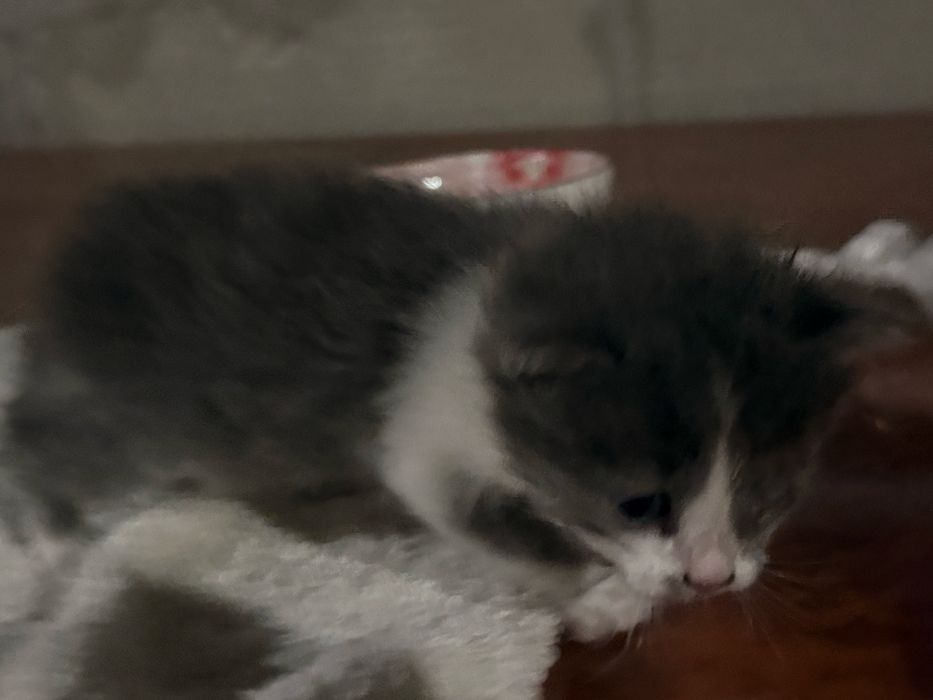 Отдам котенка в добрые руки срочно