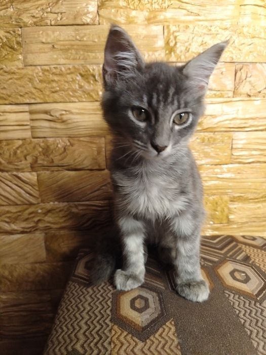 Котята ласковые и домашние