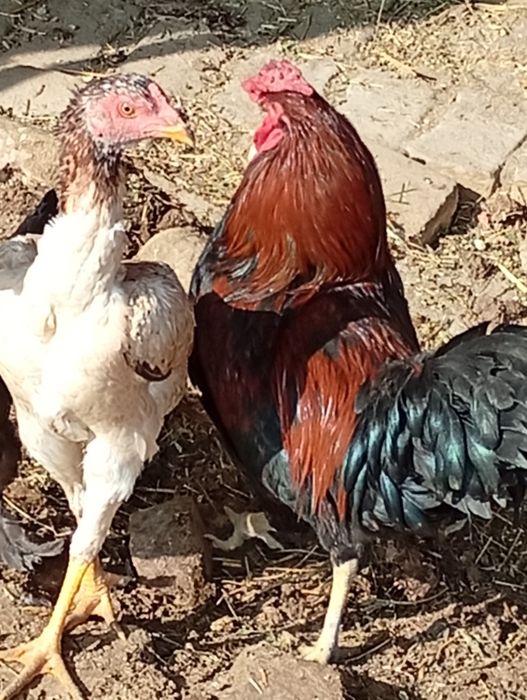 Xuroʻz sotiladi 5-oylik