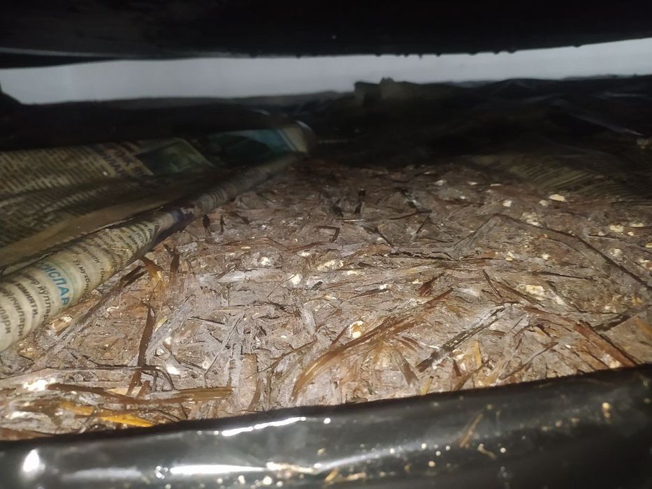 Каспост для Шампиньонов