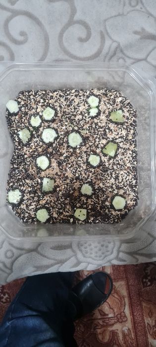 Жук знахарь. Чернотелка