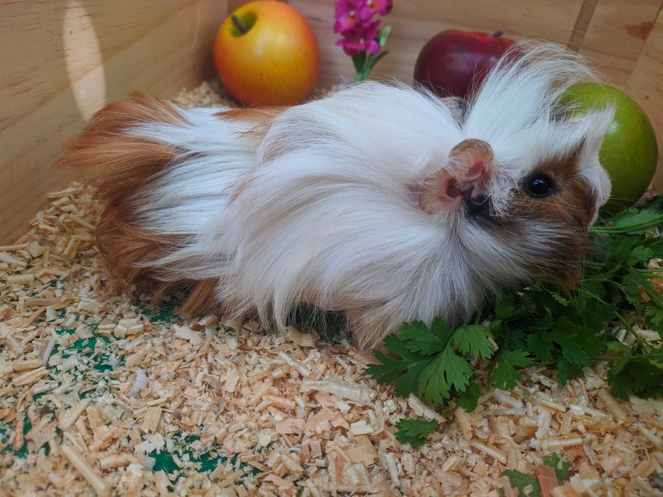 Морские свинки разные.